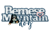 Berner Sennenhund