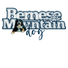 Bernese Mountain Dog