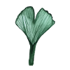 ginkgo