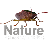 Nature Pentatomidae