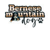 Bouvier bernois