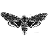 Skull butterfly