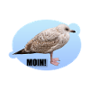 Möwe