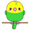 Perroquet Budgerigar