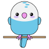 Cute budgie, parrot, bird