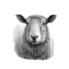Schaf-porträt