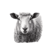 Sheep portrait