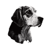 Portrait d’image de Beagle