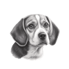 Beagle Image Portrait