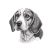Beagle Image Portrait