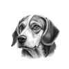 Beagle Bild Portrait