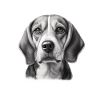 Beagle Image Portrait