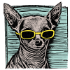 Ay Chihuahua