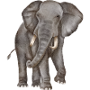 Elefant Aquarell
