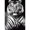 Tigre noir et blanc