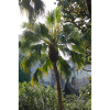 Palme