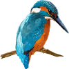 Oiseau