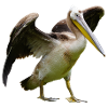 Pink Pelican