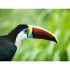 toucan 0