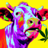 CANNA-COW VACHE W CANNA