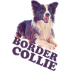 Border collie 3