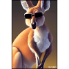 kenguru solbriller zoo dyr natur vill dyr zoo