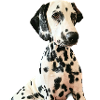 Dalmatien doux