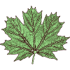 Maple leaf / leaf maple - Botany