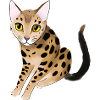 Chat léopard