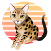 Leopard cat
