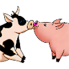 Kuh küsst Schwein