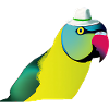 Indian ring-necked parrot