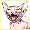 Sphynx cat laughs
