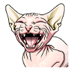 Le chat Sphynx rit