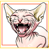 Le chat Sphynx rit