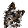 Australian Shepherd