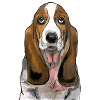 Basset