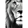 Lion Black and White