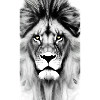 Lion Black and White