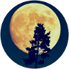 Moonlit Night Forest Silhouette