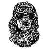 Caniche