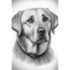 Labrador Dog Drawing
