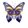 Frakal Butterfly