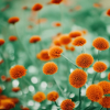 Flower meadow orange