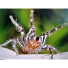 Vogelspinne