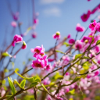 Blume lila