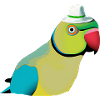 Indian ring-necked parrot