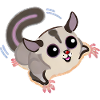 Sugar Glider