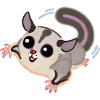 Sugar Glider