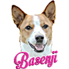 Basenji